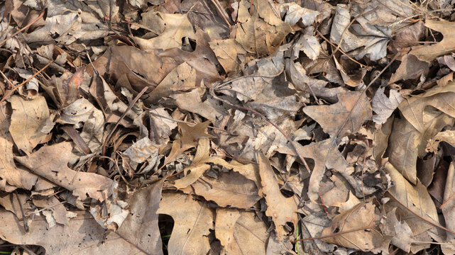 A top-down view of a dense carpet of dried, fallen oak and maple leaves. The foliage is a mix of tan, beige, and brown, showing brittle edges, skeletal veins, and the organic decay of early spring.