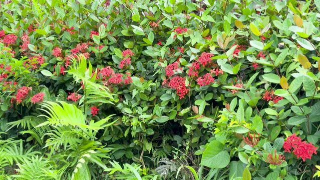 Red Ixora Coccinea Flowers and Green Foliage in Palau Tropical Garden