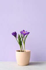 Fototapeta premium Pot with beautiful crocus flowers on table near lilac wall
