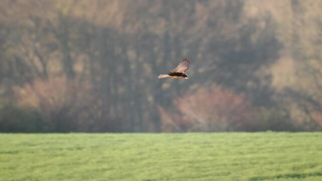 Marsh Harrier hunting over Norfolk Farmland UK