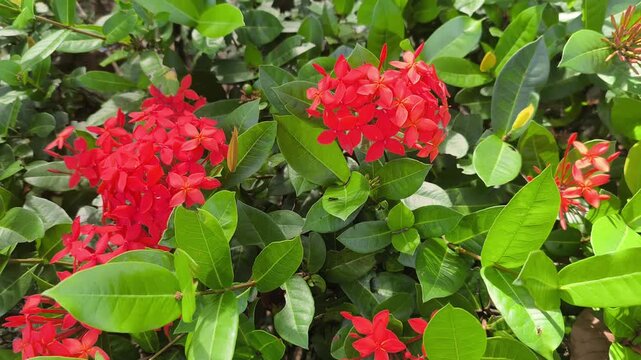 Vibrant Ixora coccinea blooms showcase dense red flower clusters. These jungle geraniums thrive in tropical sunlight. The evergreen shrub adds brilliant color to lush garden landscapes.