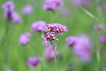 Fototapeta premium Single bee drinking nectar on purple flower background