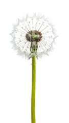Fototapeta premium Dandelion Seed Head on White Background - A Symbol of Hope and Renewal.