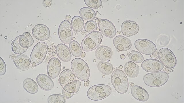 yeast cells under microscope, oval microbial culture