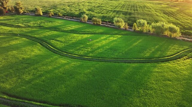 A drone spraying fertilizer over rice and corn fields at sunset.