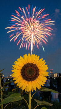 Vibrant fireworks display with sunflowers in foreground for Japanese summer festival seasonal celebration hanabi event summer tradition content