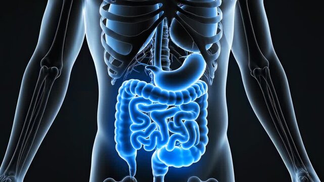 transparent human torso with glowing digestive organs including stomach and intestines, detailed medical anatomy visualization for healthcare, gastroenterology, diagnostics, education and science