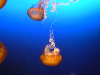 Jellyfish © Mark