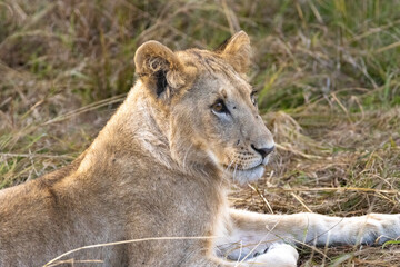 Close up profile portrait of a young lion in the golden grass of Maasai Mara National Reserve Kenya © Joao Vieira