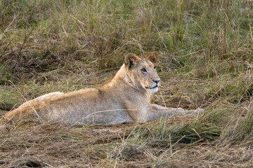 Fototapeta premium Young lion lying down in the dry savannah grass of Maasai Mara National Reserve Kenya