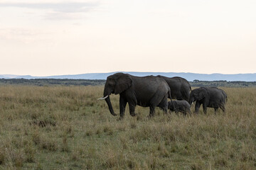 Fototapeta premium Family of African elephants walking across the savannah in Maasai Mara National Reserve Kenya