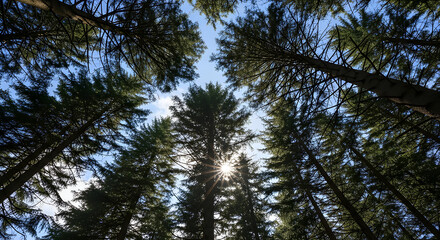 Fototapeta premium Looking up through the canopy of tall evergreen trees towards the sun, a beautiful natural forest scene