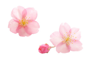 桜 花 ピンク 春 白 背景