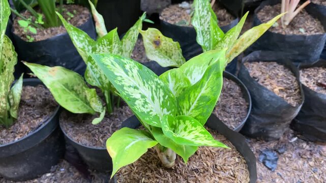 Morning Dew on a Stunning Variegated Plant