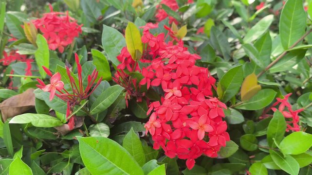 Vibrant Ixora coccinea blooms showcase dense red flower clusters. These jungle geraniums thrive in tropical sunlight. The evergreen shrub adds brilliant color to lush garden landscapes.
