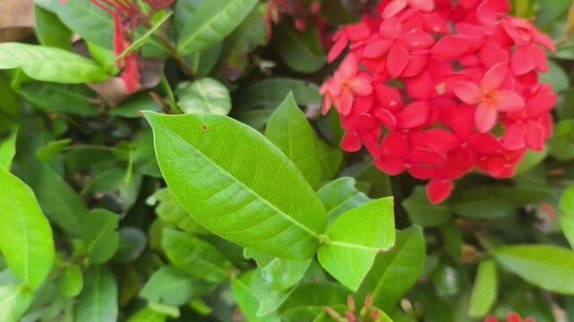 Vibrant Ixora coccinea blooms showcase dense red flower clusters. These jungle geraniums thrive in tropical sunlight. The evergreen shrub adds brilliant color to lush garden landscapes.