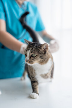 veterinarian examining disabled three legged cat on examination table at veterinary clinic showing special needs pet care and compassion