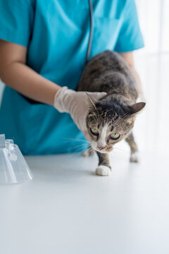 veterinarian examining disabled three legged cat on examination table at veterinary clinic showing special needs pet care and compassion