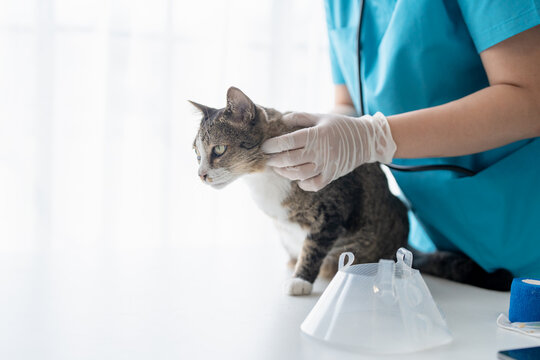 veterinarian examining disabled three legged cat on examination table at veterinary clinic showing special needs pet care and compassion
