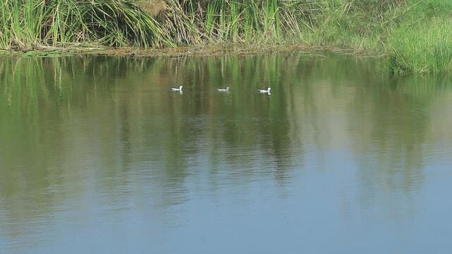 A duck is floating in the water surrounded by green reeds in a peaceful natural setting.