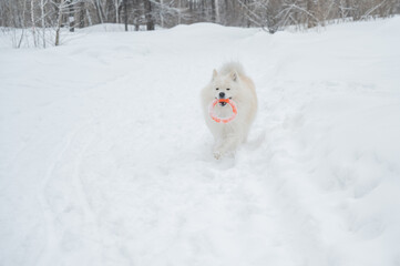Fototapeta premium A Samoyed dog plays with a puller on a winter walk.