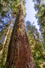 Fototapeta premium Ancient tree stands tall, reaching skyward