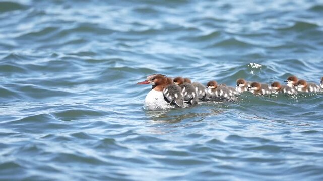 A female common merganser looks for fish with her chicks following