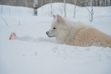 Fototapeta premium A Samoyed dog plays with a puller on a winter walk.