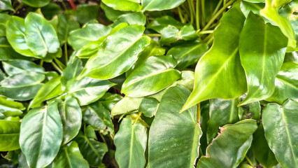 Vibrant Green Philodendron Leaves With Water Droplets - A Close Up Nature View © hildawati