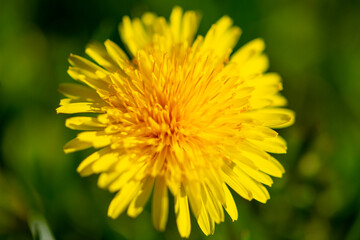Fototapeta premium Blossom dandelion macro bright bloom texture. Blossom dandelion macro delicate petals closeup. Blossom dandelion soft bokeh background. Blossom dandelion fresh spring detail.