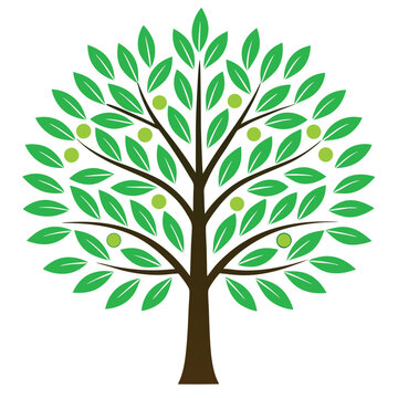 Amla tree illustration vector design 