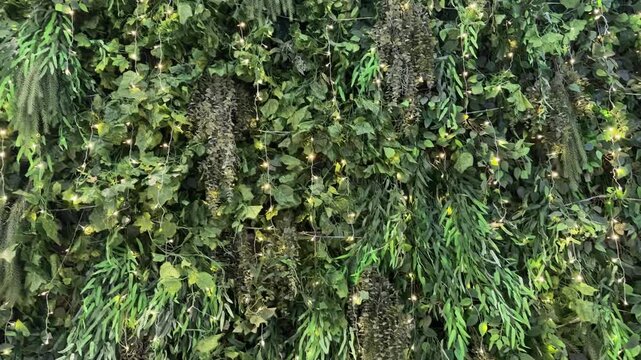 4k footage close up of green vertical garden art with moss, stones, and wooden trunk. Wall greeneries with various leaves and mosses with natural tree branches. Plant design, nature beauty. 