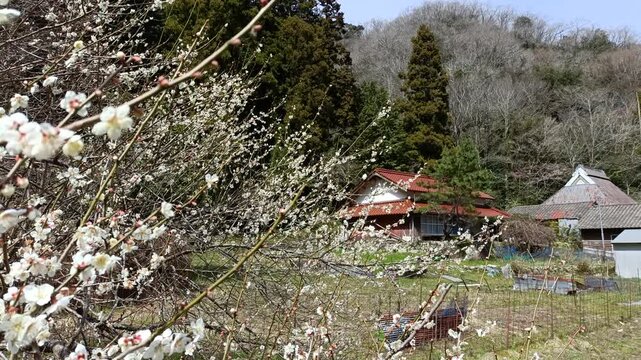 Plum blossoms in rural Japan with traditional houses and birds chirping, peaceful spring nature scene