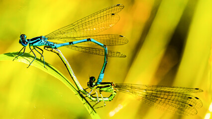 Pairing damselflies mating on green leaf © Sumon