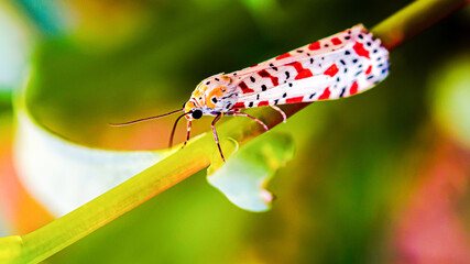Red spotted moth on a green branch © Sumon