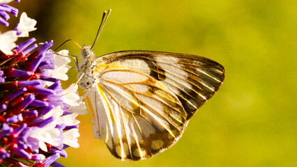 White butterfly on purple and white flower © Sumon