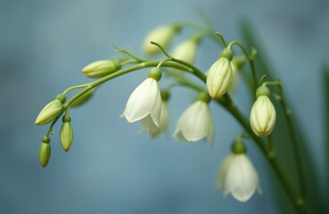 Obraz premium White freesia flower buds and blooms on a green stem. Soft blue background creates a delicate natural scene. Macro details show plant growth and fresh flora.