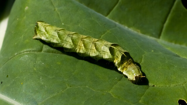 Green larva of the dot moth (Melanchra persicariae) crawling across a broad green leaf, showing dark chevron markings along its dorsal side and a distinct pointed hump on the posterior segment.