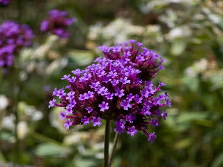 Fototapeta premium Vibrant purple cluster of purpletop vervain flowers (Verbena bonariensis) in full bloom atop slender stems against a soft, blurred background of garden foliage.