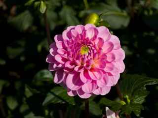 Soft pink pompon Dahlia 'Wizard of Oz' flower (Dahlia × hortensis) with rounded, cupped petals and a subtle pale yellow center blooming in bright sunlight against dark green foliage. © Dan