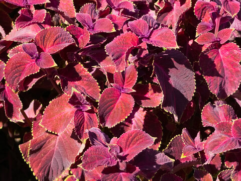 Vibrant red and purple coleus foliage (Plectranthus scutellarioides) with serrated margins finely edged in pale lime green growing densely in bright direct sunlight.