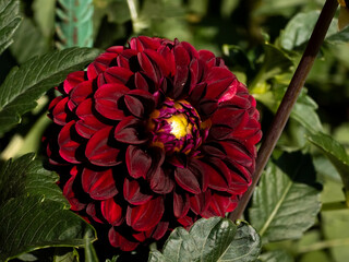 Dark red pompon Dahlia 'Dark Spirit' flower (Dahlia × hortensis) with velvety dark crimson rounded petals blooming in direct sunlight framed by green leaves. © Dan