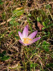Single autumn crocus flower (Colchicum autumnale) with pale purple petals and yellow stamens blooming in sunlight on a dry meadow floor. © Dan