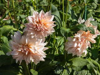 Cluster of large dinnerplate Dahlia 'Café au Lait' flowers (Dahlia × hortensis) with soft blush pink, cream, and peach layered petals blooming in bright daylight against green leaves. © Dan