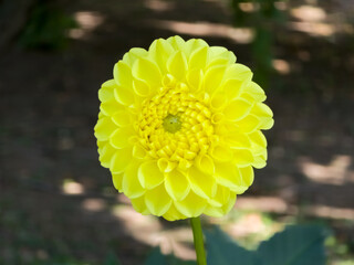 Vibrant yellow ball Dahlia 'Yellow Symphony' flower (Dahlia × hortensis) with perfectly symmetrical cupped petals blooming in bright sunlight against a soft garden background. © Dan