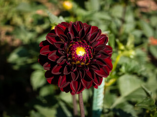 Dark red pompon Dahlia 'Dark Spirit' flower (Dahlia × hortensis) with velvety dark crimson rounded petals and a yellow core blooming in direct sunlight against garden foliage. © Dan