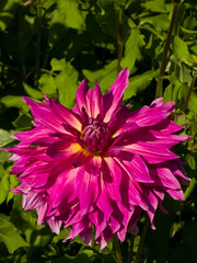 Large dinnerplate Dahlia 'Penhill Dark Monarch' flower (Dahlia × hortensis) with wavy magenta-purple petals blooming in bright sunlight against green foliage. © Dan