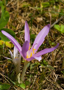 Autumn crocus flower (Colchicum autumnale) blooming in bright sunlight on a grassy meadow floor with visible yellow stamens.