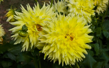 Bright yellow cactus Dahlia 'Kennemerland' flowers (Dahlia × hortensis) with spiky pointed petals blooming in sunlight alongside green buds and foliage. © Dan