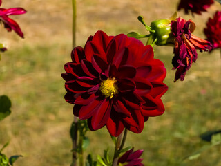 Deep red decorative Dahlia 'Arabian Night' flower (Dahlia × hortensis) with velvety dark crimson petals and a yellow core blooming in bright sunlight. © Dan